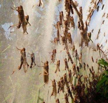 蚂蚱 蝗虫 蝉 专用养殖网棚